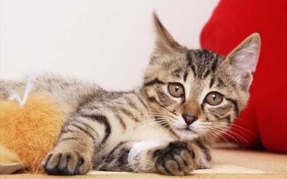 殺処分ゼロへ!!猫付きシェアハウスの取り組み