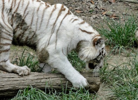 真っ白で美しいアルビニズムの動物たち