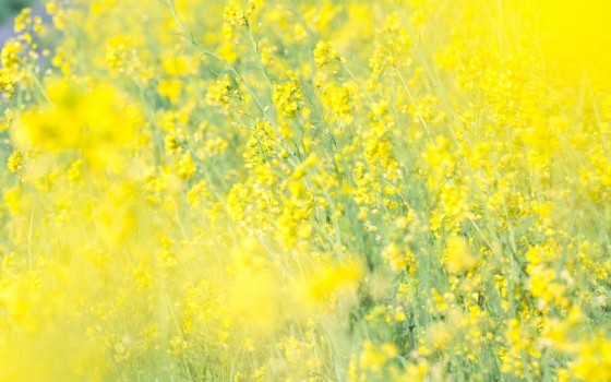 海の中道海浜公園内の花畑 後編パート3 店舗発 地域情報