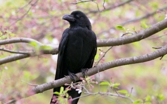 頭が良すぎるカラスの知られざる魅力