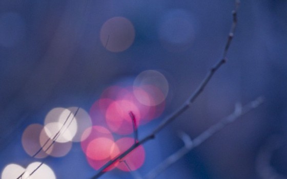 木々を眺めながらビール片手に夕涼み☆長居公園ナイトガーデン