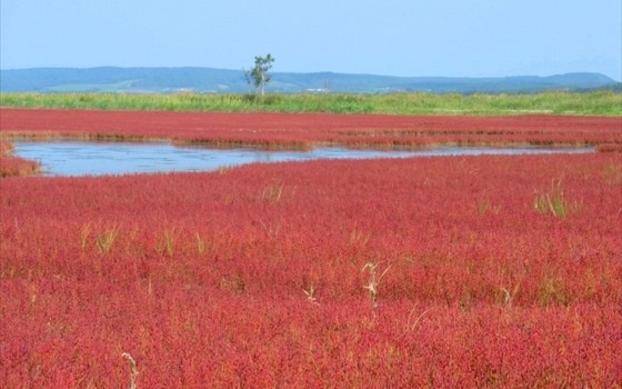 北海道でサンゴ！？深紅の彩りが素晴らしい能取湖がオススメ！