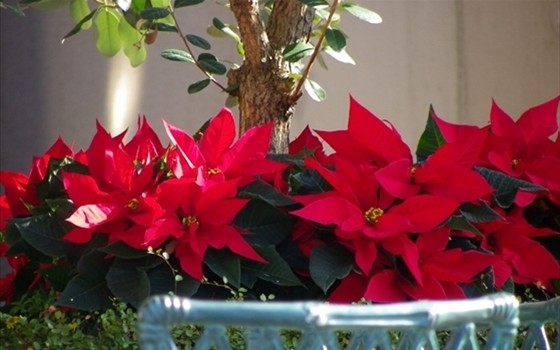あなたの花 植物は大丈夫 留守中の水やりについて 店舗発 地域情報 あなたの花 植物は大丈夫 留守中の水やりについて 店舗発 地域情報