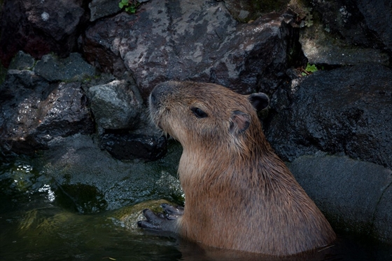 カピバラをペットとして飼うべきですか?