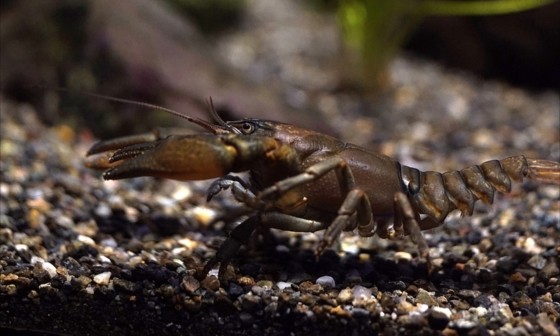 身近な生き物、ザリガニを家で飼ってみよう