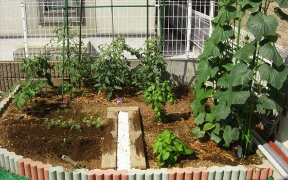 家庭菜園にチャレンジ！～夏に植える野菜～