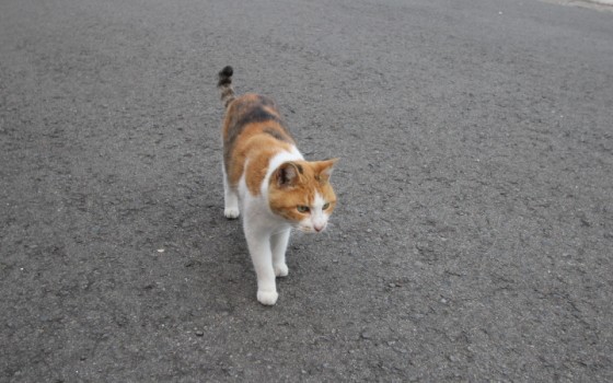 幸運を呼ぶ猫