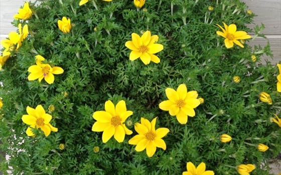 秋の花 ウィンターコスモスを育てよう 店舗発 地域情報