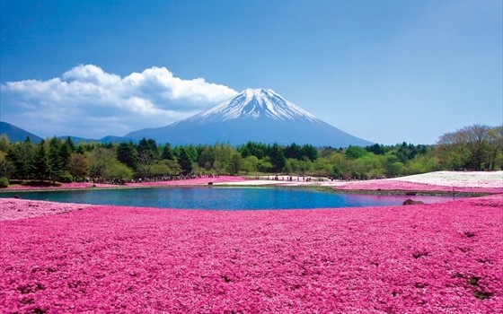 絶景！富士山と一緒に眺める芝桜