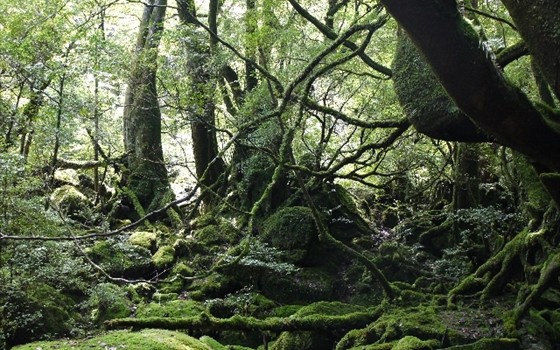 自然の神秘が感じられる屋久島