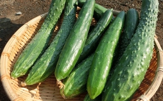 今が旬！夏野菜の保存方法