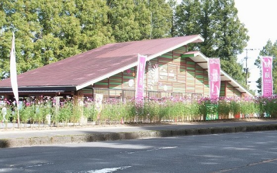 生駒高原コスモスまつり　54回目