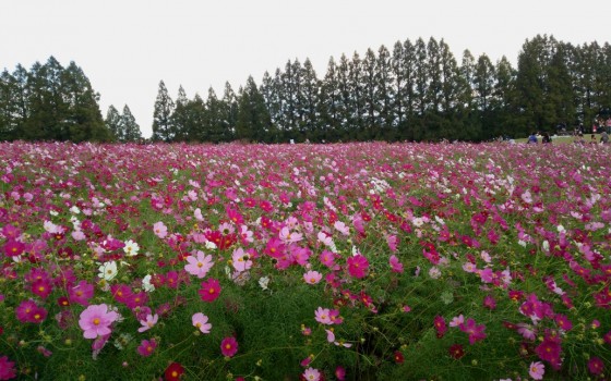 生駒高原のコスモス