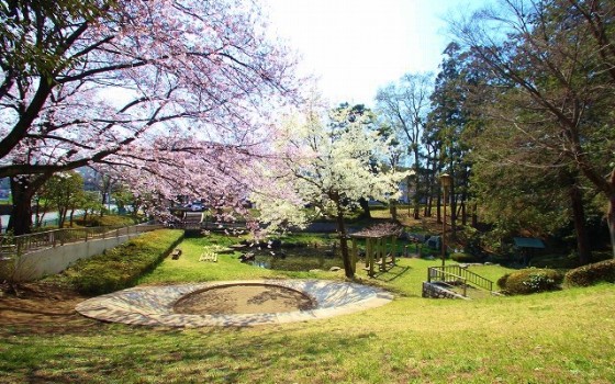 【みずほ台】最高の時間を独り占め！独占できるお花見スポット 【富士見市】