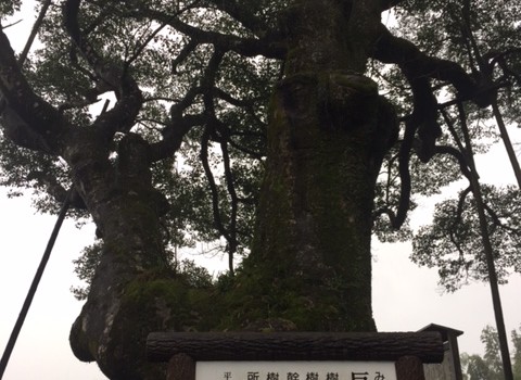♪むたさんぽ♪『オガタマノキ』野尻町三ヶ野山