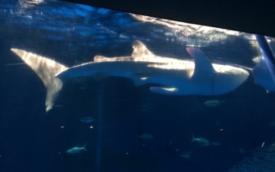 鹿児島の水族館