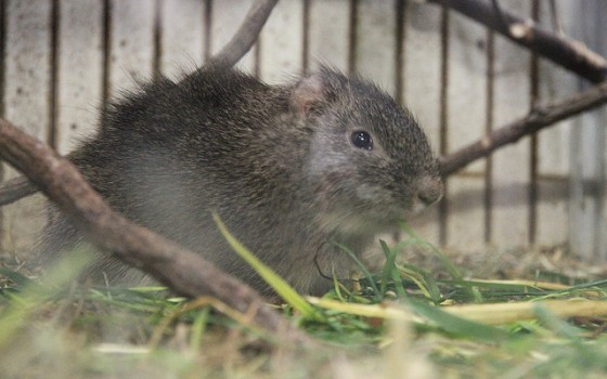 頭が良いデグーとの生活♪