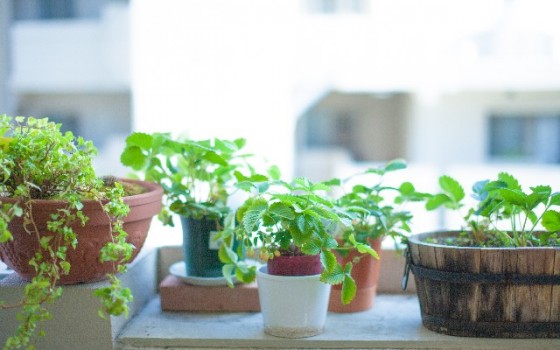 部屋に観葉植物を置いてインテリア効果♪