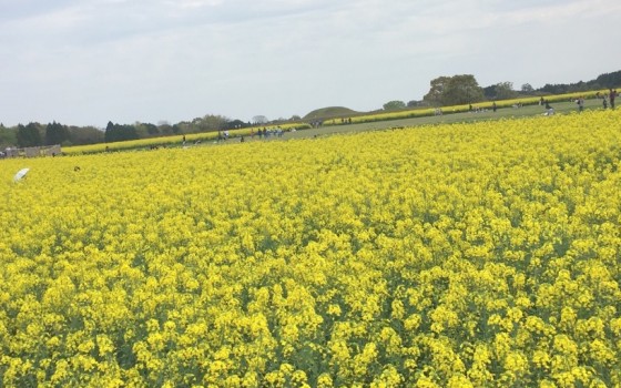 一面の花