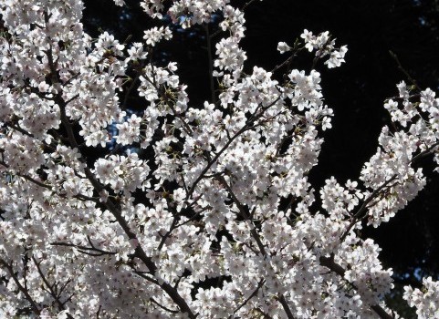 4月といえば…