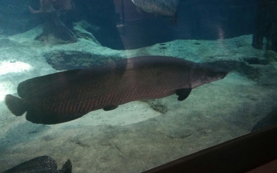 かごしま水族館