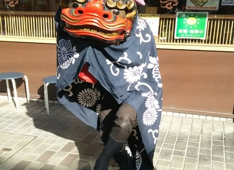 ♥池田市『獅子舞登場』♥